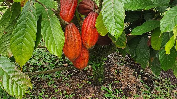 ทัวร์ชิมกาแฟและช็อกโกแลต 2 ชั่วโมงใน Playas del Coco