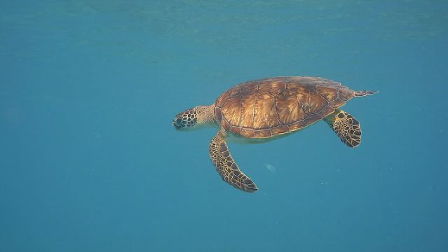 Panama City Scuba Diving Activity for Beginners