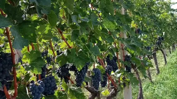 TASTE OF MONTENEGRO - Gastro Private Tour of wine and food