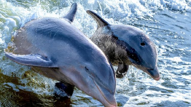 Excursión Privada de Recolección de Conchas y Avistamiento de Delfines