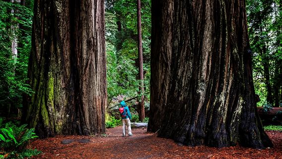 California Redwoods & Wine Country Tour