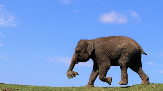 九州福岡大分一日遊丨中文服務丨九州自然動物公園