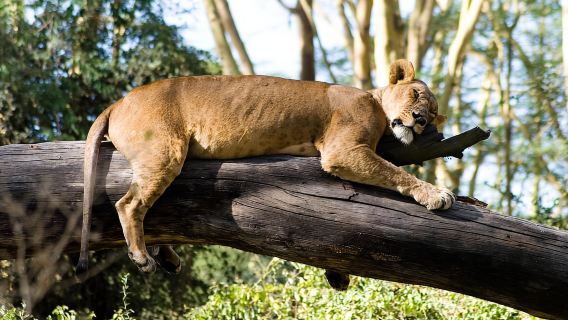 A Day to Nakuru national Park and Boat Ride at Lake Naivasha
