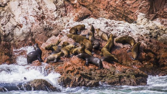 Desde Lima: Día completo en las impresionantes Islas Ballestas y Huacachina