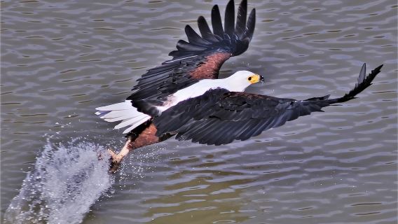 Addo River Safari - Guided Tour via Canoe