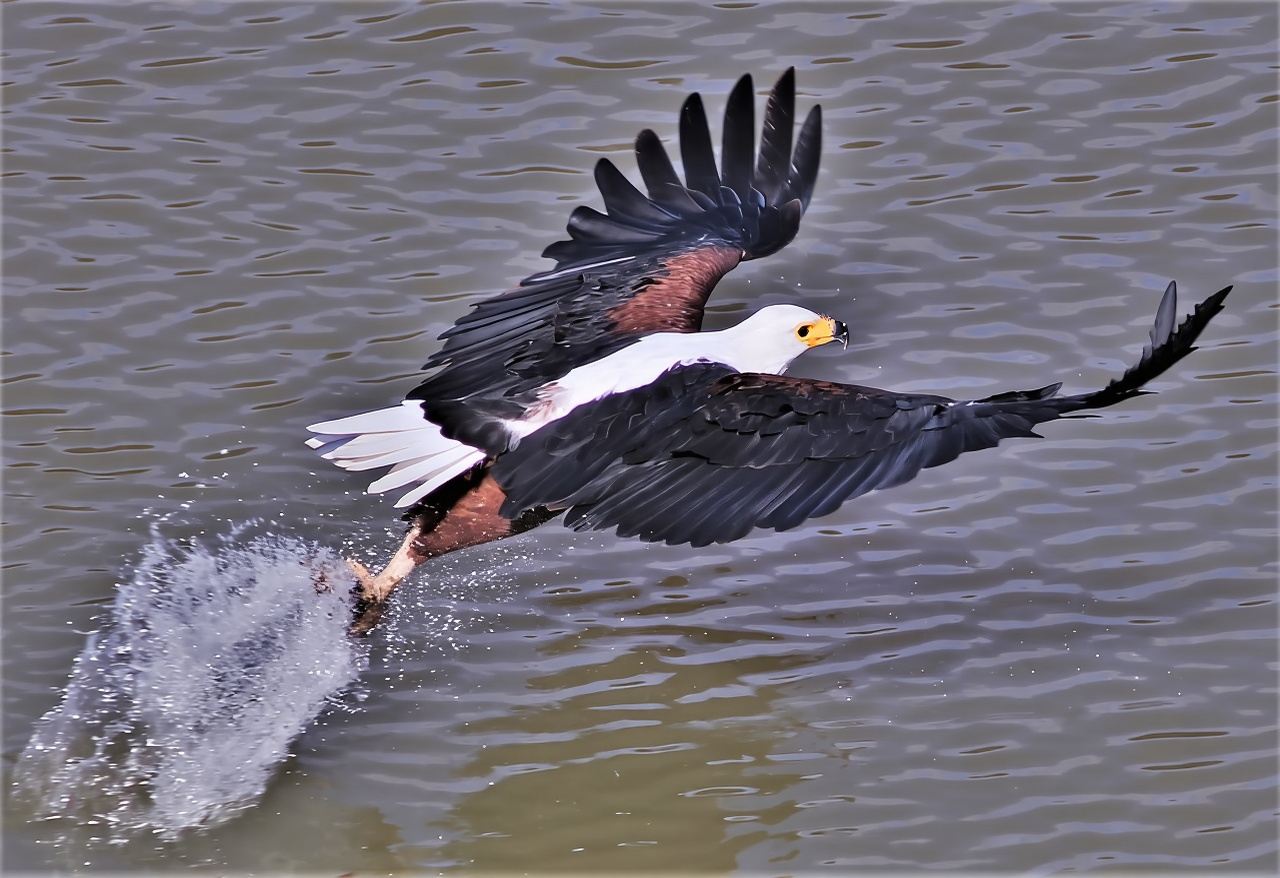 Addo River Safari - Guided Tour via Canoe