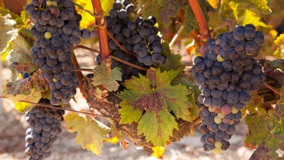 Depuis Atlanta : excursion d'une demi-journée ou d'une journée complète avec dégustation dans la région viticole