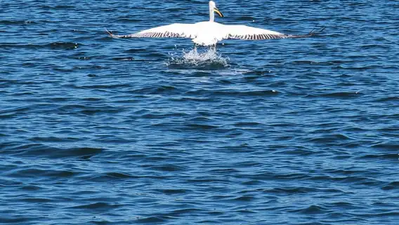 Skadar Lake kayak rent: A Journey Through Tranquility