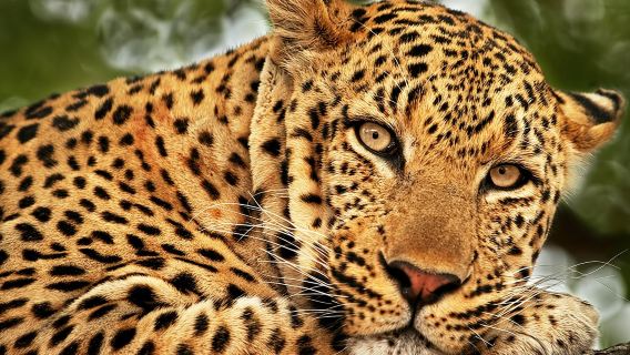 Yala-Nationalpark-Safari-Tour ab Hafen Hambantota