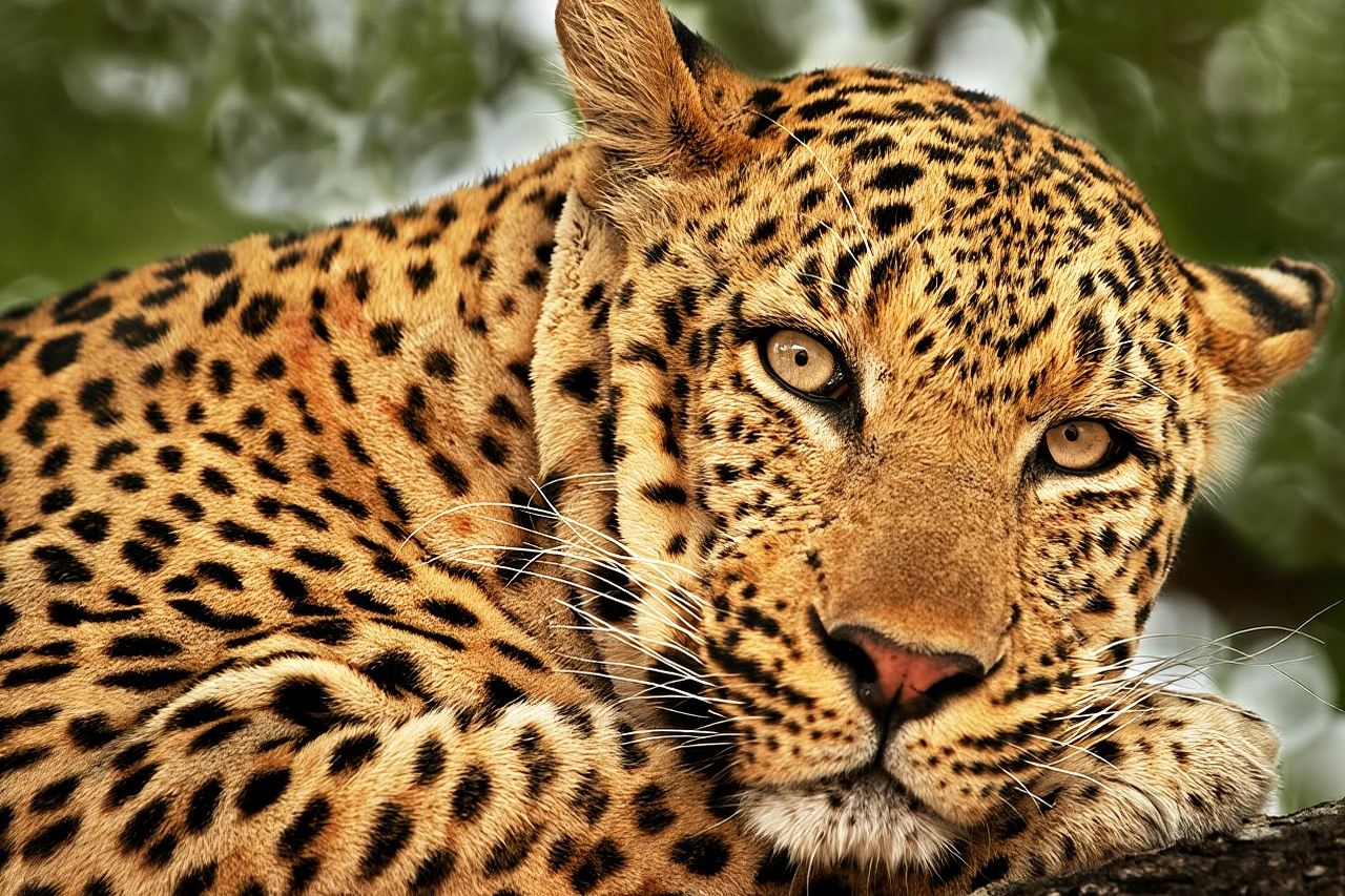 Yala National Park Safari Tour From Hambantota port