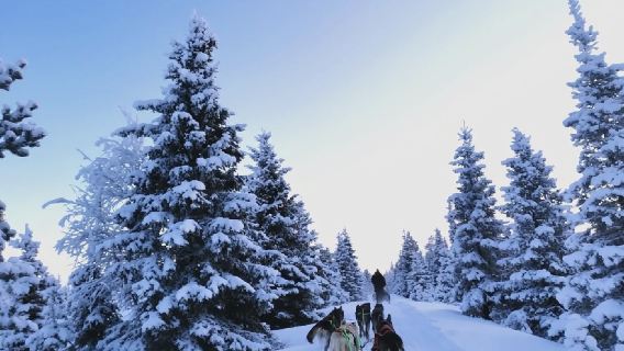 Finland Rovaniemi + Arctic Circle Snowmobile park day tour / Adjustable itinerary - Customizable