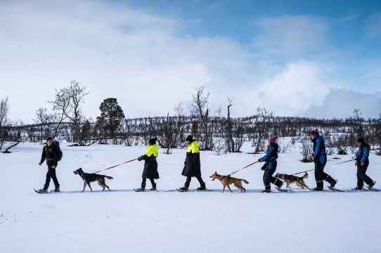 Dari Tromsø: Tur Bersepatu Salju dengan Anjing Husky Dipandu dan Kunjungan ke Kamp Anjing Husky