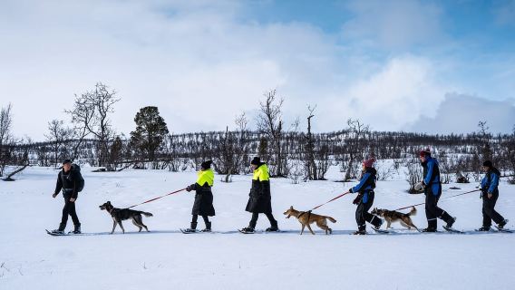 Depuis Tromsø : randonnée guidée en raquettes avec des huskies et visite d'un camp de huskies