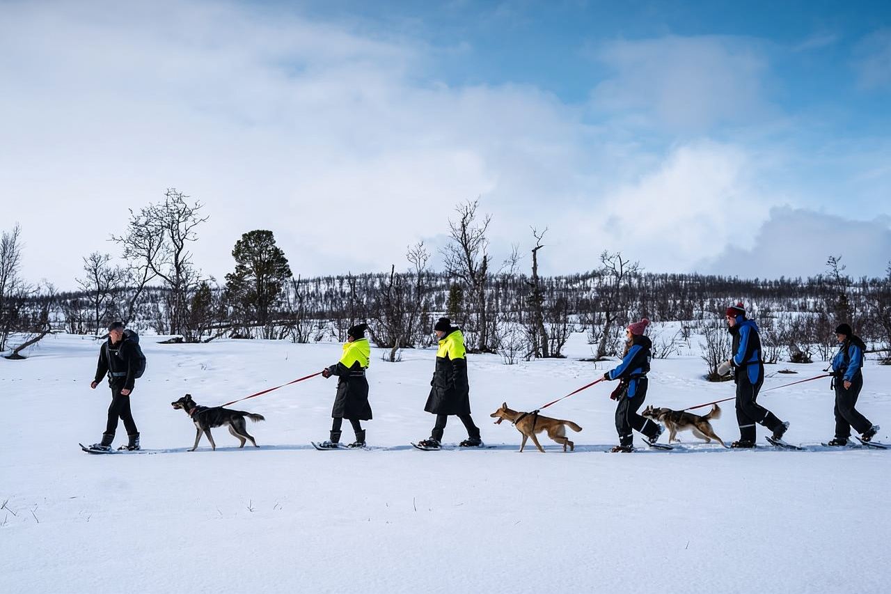 จากเมืองทรอมโซ: เดินป่าบนหิมะพร้อมสุนัขพันธุ์ฮัสกี้และเยี่ยมชมค่ายสุนัขพันธุ์ฮัสกี้