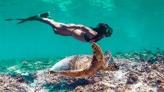 [Vorbestellung zur Inselöffnung] Phuket Similan-Inseln Tagesausflug mit Tauchen und Schnorcheln auf See | Luxusyacht | Speedboot