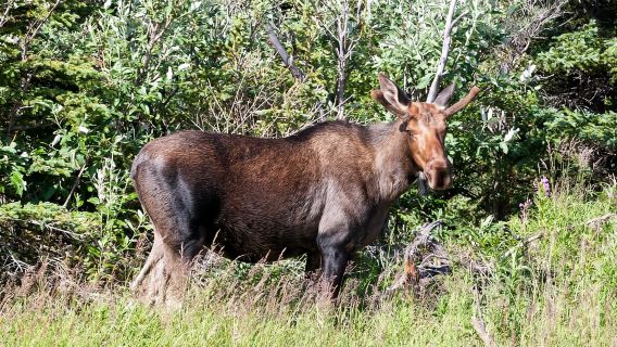 Full Day Ice Museum and Chena Hot Springs Tour