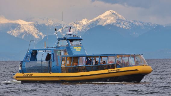 Vancouver: Tour en Zodiac grande de avistamiento de ballenas con guía