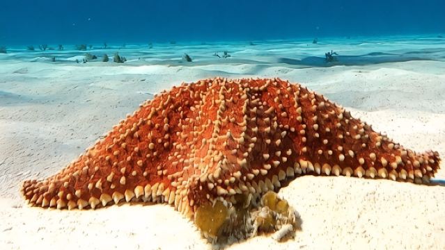 ทัวร์ดำน้ำตื้นชมเขตรักษาพันธุ์เต่าทะเลโคซูเมล