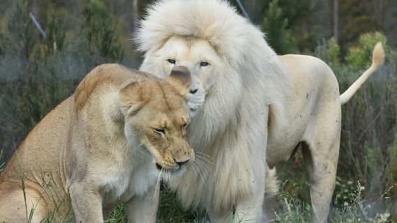 Wild Cat Experience Tour