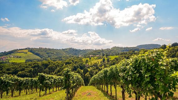 Private Experience of Wine Tasting Hua Hin in Monsoon Valley