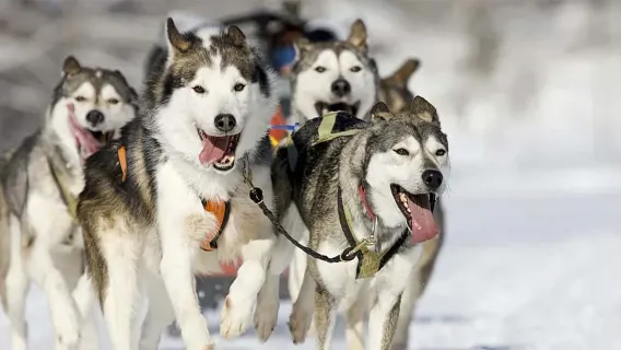 Dog sledding in Rovaniemi / Husky sledding experience / multiple Option available / close interaction with Huskies