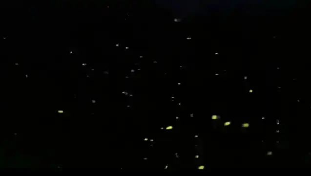 瓜拉雪蘭莪觀看老鷹和螢火蟲和藍眼淚一日遊(含船票)