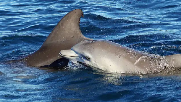 悉尼傑維斯灣出海觀鯨觀海豚遊船（提供茶水熱飲/天天出發/可選班次）