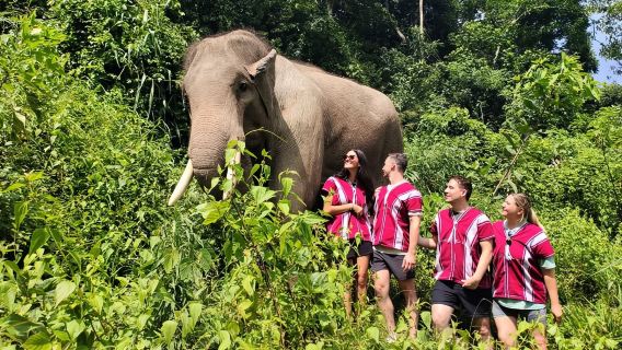 Chương trình cả ngày tại Karen Elephant Home – Đi bộ, cho ăn và quan sát những chú voi được giải cứu