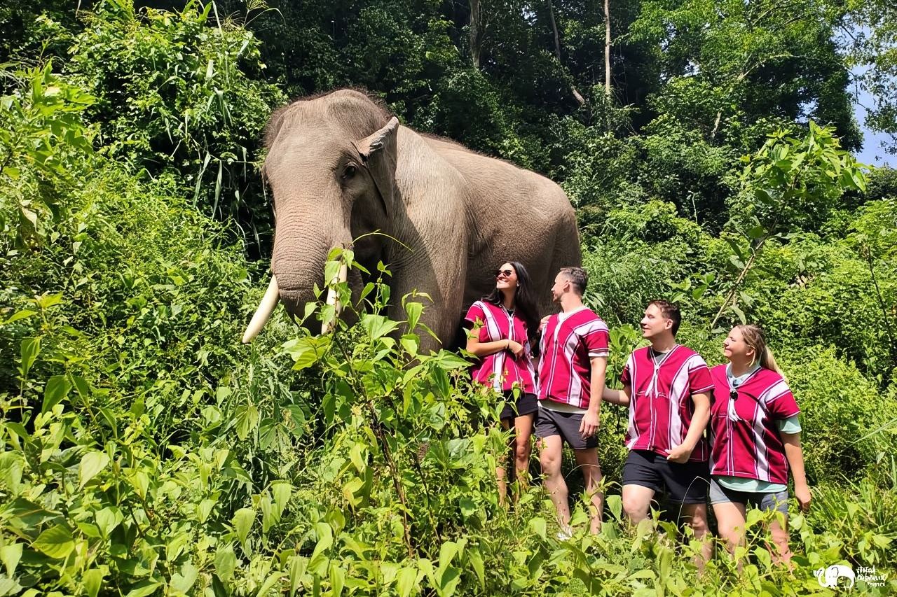 Каренский дом слонов: программа на целый день – прогулка, кормление и наблюдение за спасенными слонами