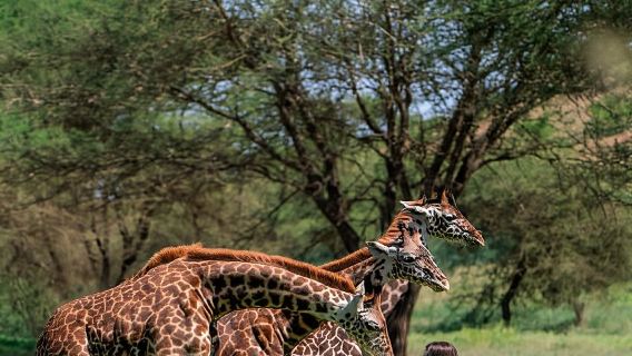 A DAY AT SERVAL WILDLIFE