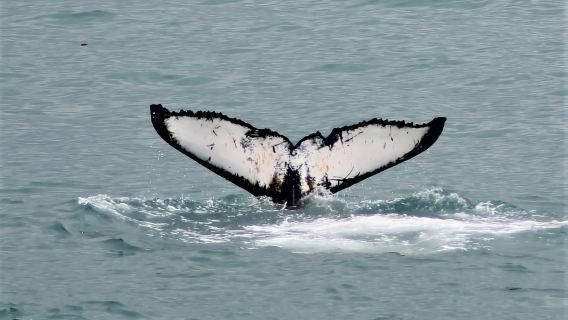 เรคยาวิก: ชมวาฬในอ่าว Faxaflói และชมการแสดงลาวาสด