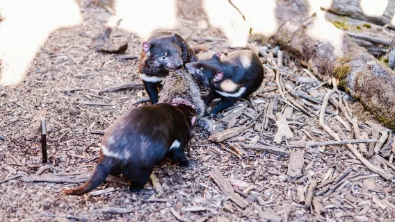 Cradle Mountain: Tur Memberi Makan Setan Tasmania Setelah Gelap