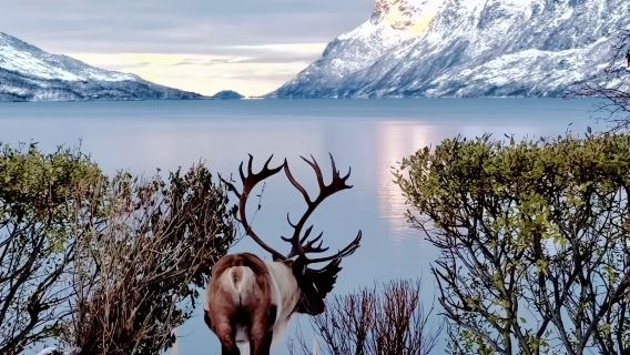 包車暢遊厄斯福德：峽灣+北極光+山巔徒步+咖啡館與野生動物