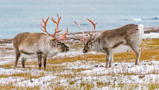 Rovaniemi|Lawatan Ladang Rusa Kutub + Pengalaman Menunggang Kereta Luncur Rusa Kutub · Dalam Bahasa Cina