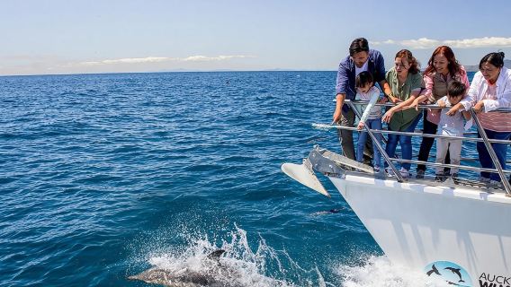 Pelayaran Whale/Dolphin Safari di Teluk Hauraki, Auckland, New Zealand