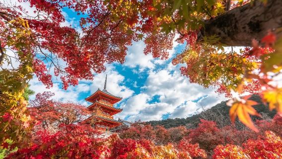 Giappone|Ninenzaka + Tempio Byodo-in + Tempio Kiyomizu-dera + Padiglione d'Oro|noleggio con conducente esclusivo andata e ritorno|Itinerario flessibile