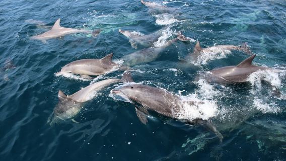 Bali Lovina Beach 1-day Tour [Dolphin Watching, Sunrise at Sea, Snorkeling, Private Transfer]