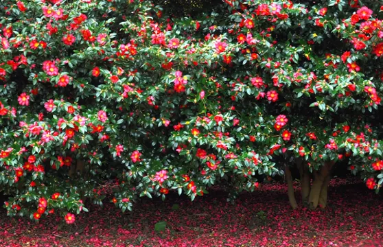 山茶花之丘門票成人
