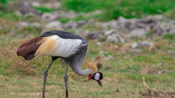 Naivasha: Lake Naivasha & Hell's Gate National Park