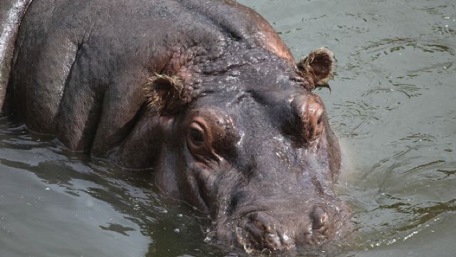 Special Discount Offer: Selwo Aventura Safari Park