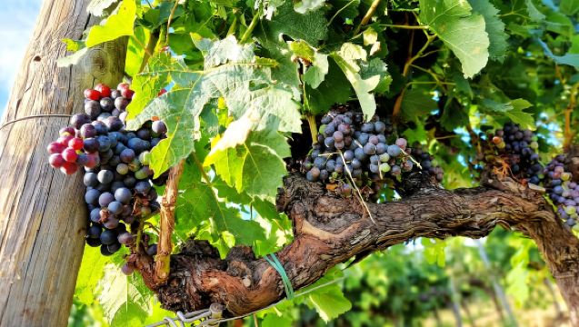 Da Siena: Tour dei Vini del Chianti con Pranzo