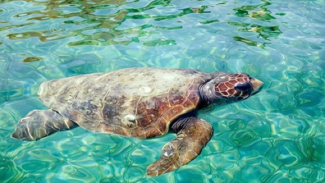 Hol Chan Marine Reserve Snorkel Tour on the 40' Sirena Azul Sailboat