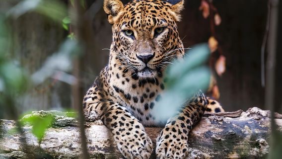 Yala National Park Safari |From Hambantota Port (Shore Excursion)