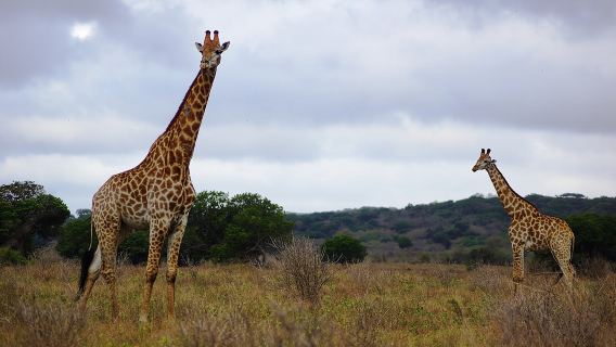 Economic 1Day Maputo Special Reserve Safari(Maputo National Park)