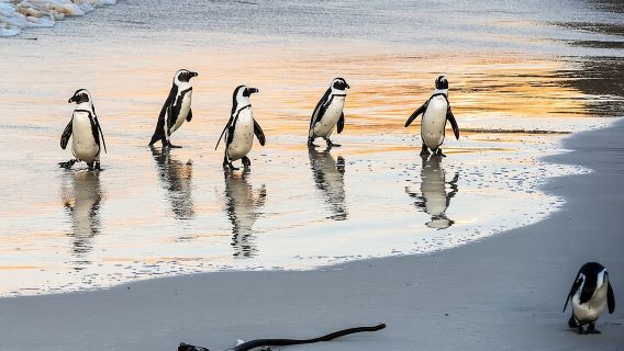 Excursión de medio día a los pingüinos africanos