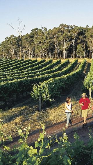 Margaret River Day Tour [Mammoth Cave + Busselton Jetty + Lighthouse with Perth Transfers]