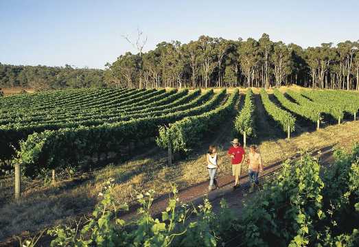 Margaret River Day Tour Review: Mammoth Cave, Busselton Jetty, Winery Lunch and South West Scenery