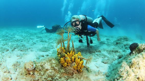Crete-Chania: Snorkeling & Scuba Dive for Beginners by Boat