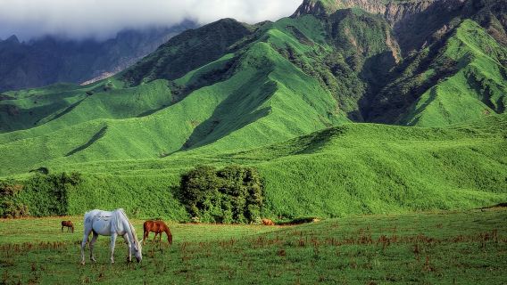 福岡発 日本熊本城&阿蘇元気の森/阿蘇ファームランド&草千里&阿蘇火山口日帰りツアー