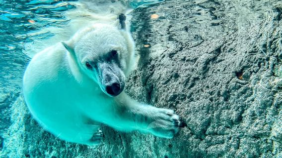 Hokkaido Japon + Zoo d'Asahiyama + Chutes de Shirahige Excursion d'une journée